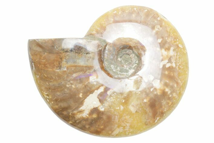 Polished Cretaceous Ammonite (Cleoniceras) Fossil - Madagascar #216056